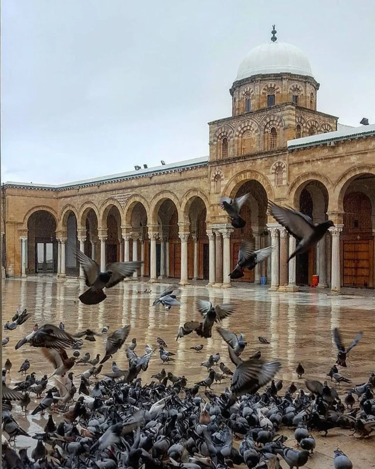 Pigeons in the arcaded courtyard of the Zitouna Mosque, Tunis medina