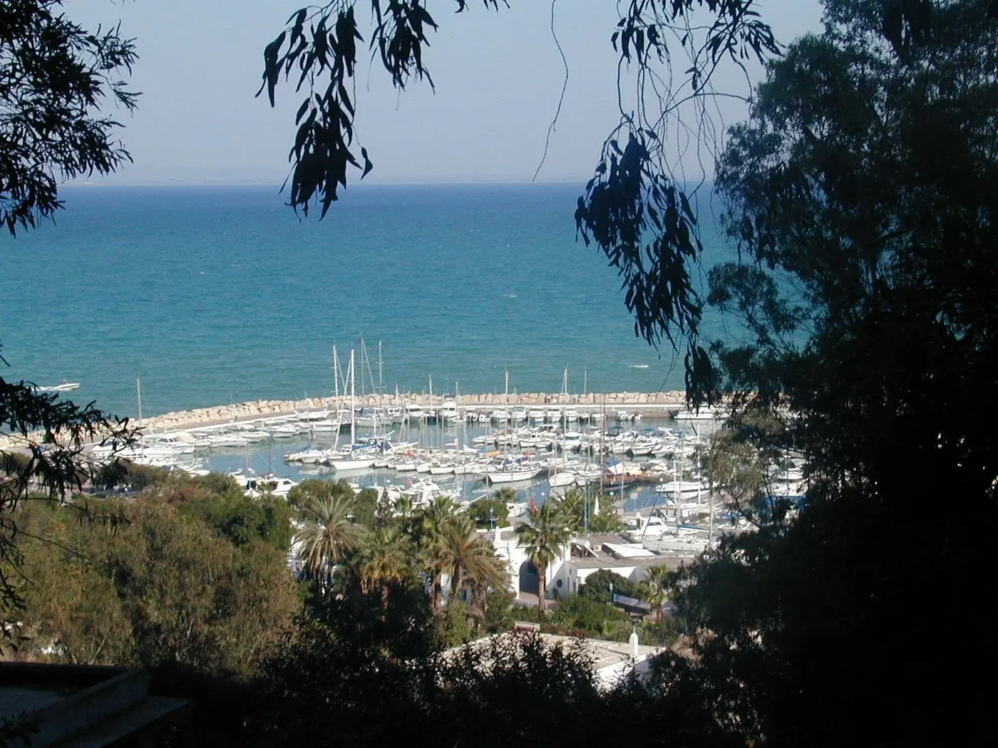 From Tunis: Half-Day Tour to Carthage and Sidi Bou Said