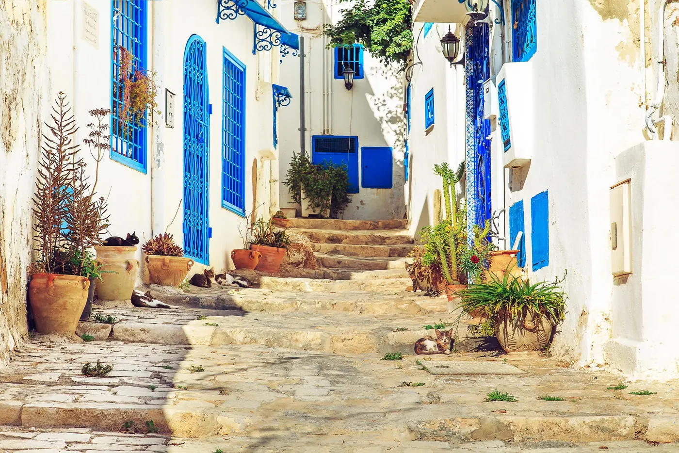 Cactus and terracotta pots on the cobbled steps of Sidi Bou Said
